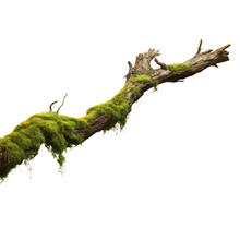 Isolated, Side View Of Rotten Branch Covered In Green Moss.