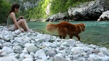 Girl With A Dog On The Bank Of A Mountain River. Nova Scotia Tolling Retriever Enters The Blue Water Of A Fast River. High Quality FullHD Footage
