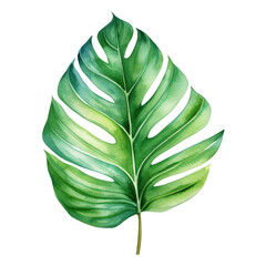 Tropical leaf watercolor illustration, jungle botanical design.