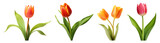 Fototapeta Perspektywa 3d - Tulip flowers are set transparent background. Tulips flowers png bundle