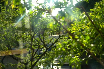 leaves in sunlight