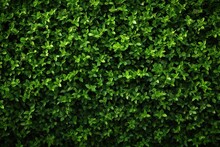 Beautiful Green Leaves In Wallpaper. Abstract Leaf Texture As Nature Inspired Background. Decorative Pattern On Summer