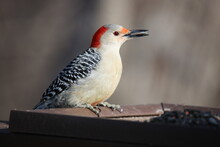 Red-bellied Woodpecker Eating Seed

