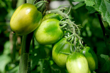 Wall Mural - Tomatoes ripen on a branch