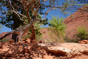 Wall Mural - A Greater Roadrunner photographed with a wide angle lens stalks through the desert landscape of Southern Utah at midday below some twisted strands of barbed wire.