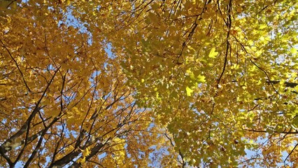 Poster - bright red and orange foliage rotation. fine autumn video background