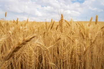 wheat field in idaho