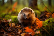 orange leaves in autumn and a hedgehog. Erinaceus europaeus, a European hedgehog. Photo taken with a wide angle lens. With snipes, a cute and funny animal. High quality photo