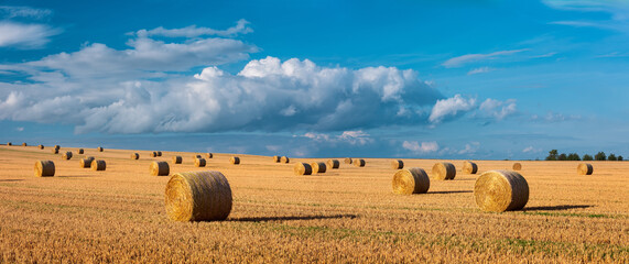 Wall Mural - Harvesting Straw Bales in Field Landscape under Blue Sky with stormy clouds