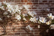 Magnolia Flowers Growing Along An Exposed Brick Wall With Remnants Of Stucco Plaster
