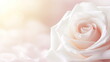 Rose of white color, Copy space for your text
