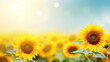 Sunflowers field nature background, Copy space for your text