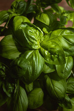 Basil Plant With Healthy Leaves