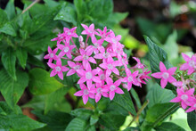 Pink Pentas Flowers On A Plant In A Garden