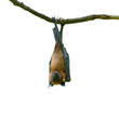 bat hanging upside down isolated on white background