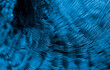 Blue peacock feather in closeup