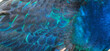 Blue peacock feather in closeup