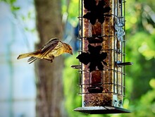 A House Finch Nose Dives Into A Bird Feeder, Claws Out And Ready To Land.