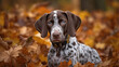 © LightoLife - German Shorthaired Pointer puppy in autumn leaves