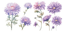 Watercolor Aster Flower Clipart For Graphic Resources