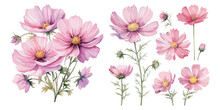 Watercolor Cosmos Flower Clipart For Graphic Resources
