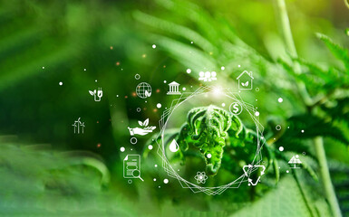Wall Mural - young leaves of male fern with the icon environment of esg, co2, circular company, and net zero. tec