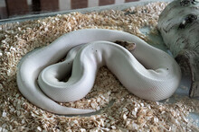 White Python Lying On Sawdust In A Terrarium