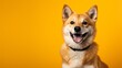 Photo of a cute dog posing on a vibrant yellow backdrop created with Generative AI technology