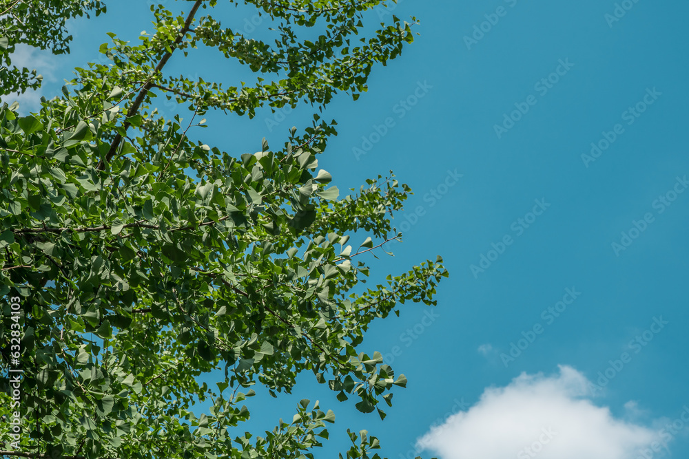Ginkgo biloba, commonly known as ginkgo or gingko, maidenhair tree. is ...