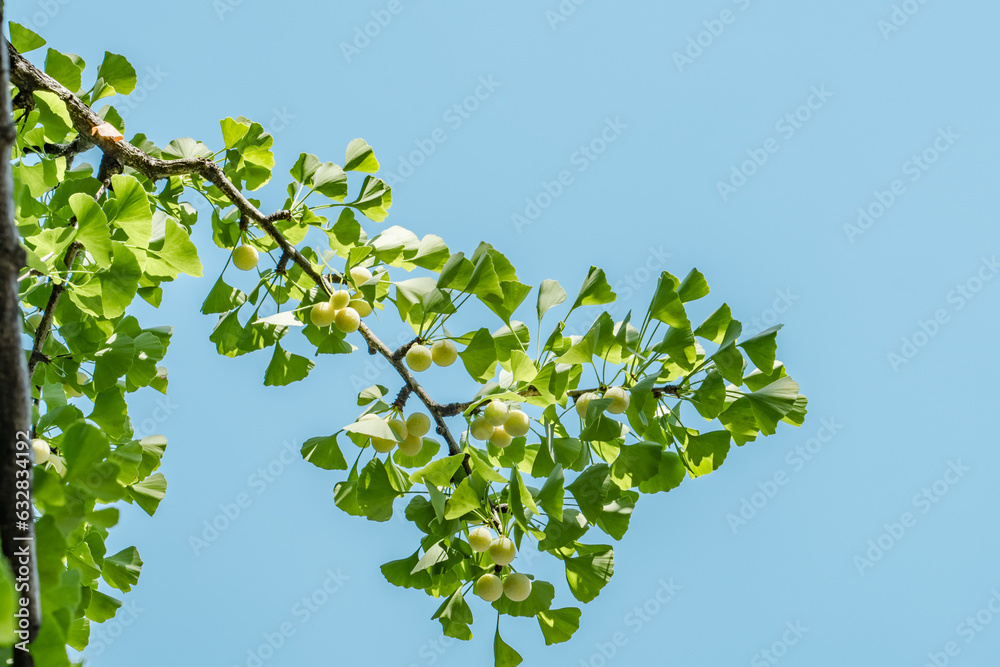 Ginkgo biloba, commonly known as ginkgo or gingko, maidenhair tree. is ...