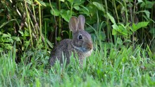 A Rabbit Sitting In The Lush Green Summer Grass Grazing On The Choice Pieces.