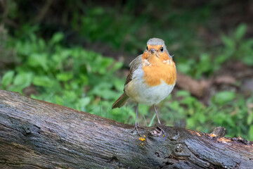 Poster - A robin redbreast, Erithacus rubecula, is perched on a woodpile in the rain. It is looking forward  and there is space for text around the image