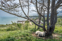Arromanches-les-Bains, France - 07 21 2023: View Of Two Sheeps Lying Under A Tree, The Sea, Pontoons And The City Behind.
