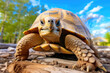 Full Shot of Sulcata Tortoise