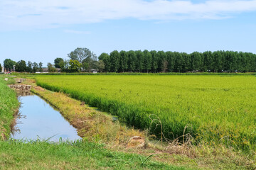 Paddy rice canal irrigation panorama landscape agriculture nature natural Po Valley