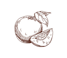 Poster - Apricot, engraved outlined drawing in vintage retro style. Etched detailed fruit, whole, cut half, wedge composition. Handdrawn woodcut food. Drawn vector illustration isolated on white background