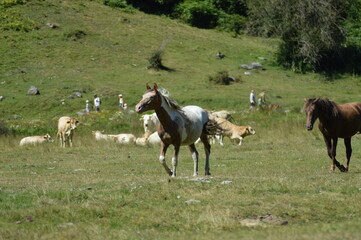 cheval en liberté - Lac d'Estaing