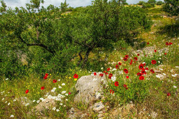 The spring landscape near Bobovisca on Brac Island in Croatia in May - an olive grove with wild flowers including red poppies