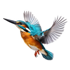 kingfisher flying isolated on white