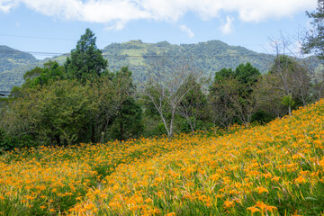 Sticker - Orange daylily flower field in Taimali Kinchen Mountain in Taitung of Taiwan