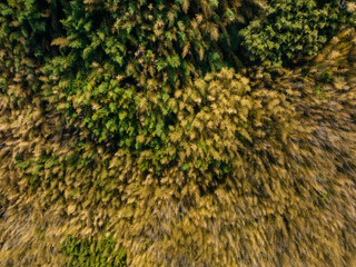 Wall Mural - top down view of the mountain forest