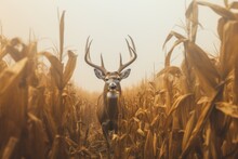 Deer Standing In Corn Field In Summertime Nature.