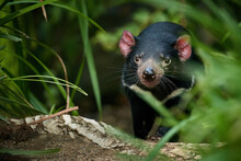 Portrait Of Tasmanian Devil, Sarcophilus Harrisii,the Largest Carnivorous Marsupial Native To Tasmania Island. Eye Contact, Blurred Forest Environment. Animal In Human Care. 