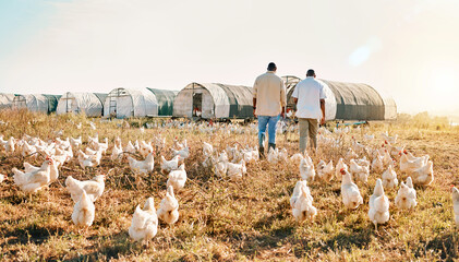 Poster - Black people, back and walking on farm with animals, chicken or live stock in agriculture together. Rear view of men working in farming, sustainability and growth for supply chain in the countryside