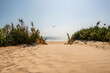 Beautiful view of a sand way to playa de Ballena in Chipiona Ballena, Cadiz,  Spain, Europe