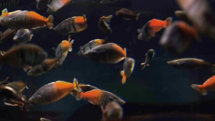 Poster - fish under water surface with reflection, tropical