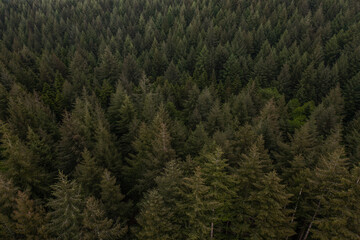 Poster - Nordic forest view from above