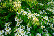 White flowers of Japanese snowball bush. Flowering plant close-up. Viburnum plicatum. Ornamental plant.

