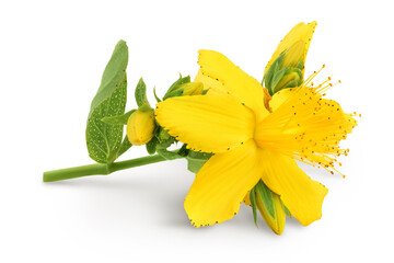 Wall Mural - saint john's wort or Hypericum flowers isolated on white background