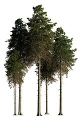 Wall Mural - fir tree group, isolated on transparent background